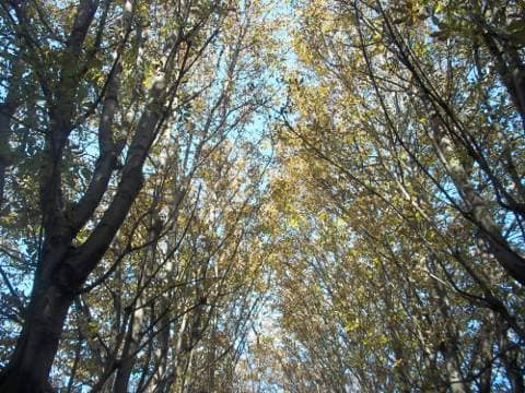 木立の中の秋